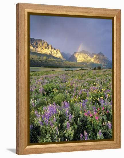 Meadow of Wildflowers Near Lake Sherbourne in Glacier National Park, Montana, USA-Chuck Haney-Framed Premier Image Canvas