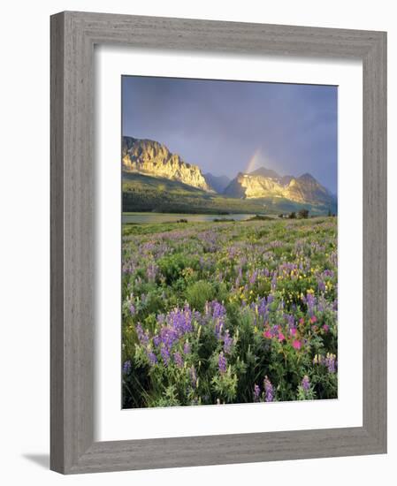 Meadow of Wildflowers Near Lake Sherbourne in Glacier National Park, Montana, USA-Chuck Haney-Framed Photographic Print