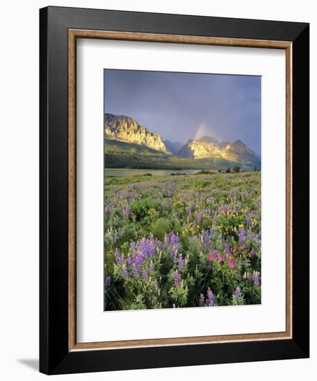 Meadow of Wildflowers Near Lake Sherbourne in Glacier National Park, Montana, USA-Chuck Haney-Framed Photographic Print