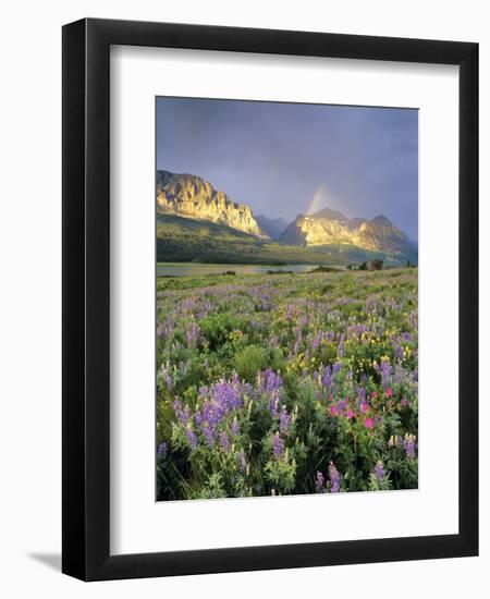 Meadow of Wildflowers Near Lake Sherbourne in Glacier National Park, Montana, USA-Chuck Haney-Framed Photographic Print