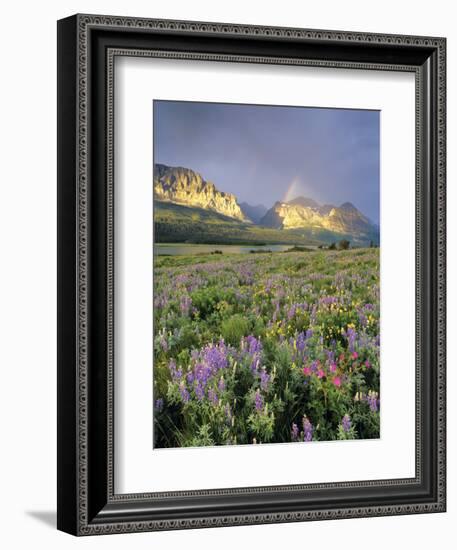 Meadow of Wildflowers Near Lake Sherbourne in Glacier National Park, Montana, USA-Chuck Haney-Framed Photographic Print