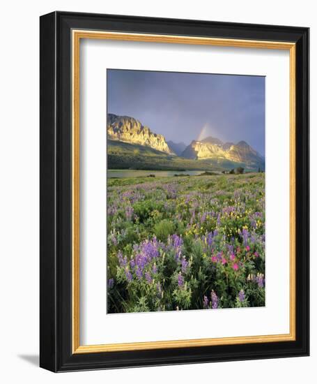 Meadow of Wildflowers Near Lake Sherbourne in Glacier National Park, Montana, USA-Chuck Haney-Framed Photographic Print