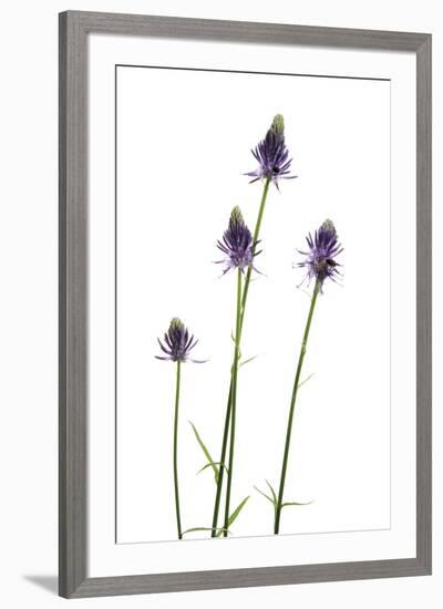 Meadow Prize-Wild Wonders of Europe-Framed Giclee Print