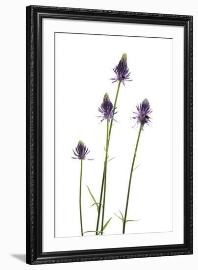 Meadow Prize-Wild Wonders of Europe-Framed Giclee Print