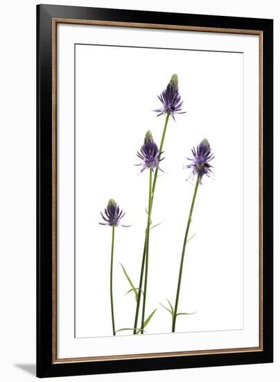 Meadow Prize-Wild Wonders of Europe-Framed Giclee Print