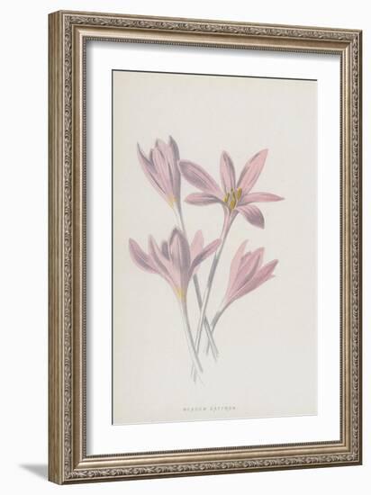 Meadow Saffron (Chromolitho)-Frederick Edward Hulme-Framed Giclee Print