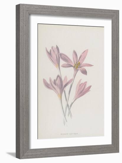 Meadow Saffron (Chromolitho)-Frederick Edward Hulme-Framed Giclee Print