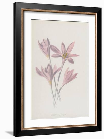 Meadow Saffron (Chromolitho)-Frederick Edward Hulme-Framed Giclee Print
