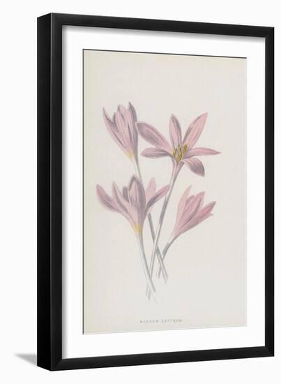 Meadow Saffron (Chromolitho)-Frederick Edward Hulme-Framed Giclee Print