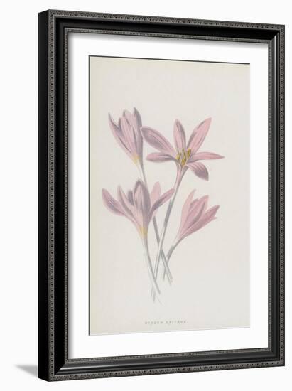 Meadow Saffron (Chromolitho)-Frederick Edward Hulme-Framed Giclee Print