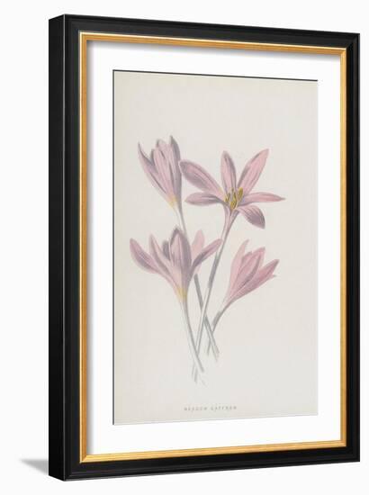 Meadow Saffron (Chromolitho)-Frederick Edward Hulme-Framed Giclee Print