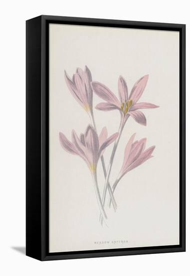 Meadow Saffron (Chromolitho)-Frederick Edward Hulme-Framed Premier Image Canvas