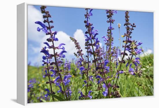 Meadow sage, Salvia pratensis, blossom,-David & Micha Sheldon-Framed Premier Image Canvas