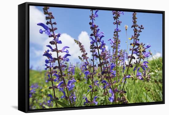 Meadow sage, Salvia pratensis, blossom,-David & Micha Sheldon-Framed Stretched Canvas