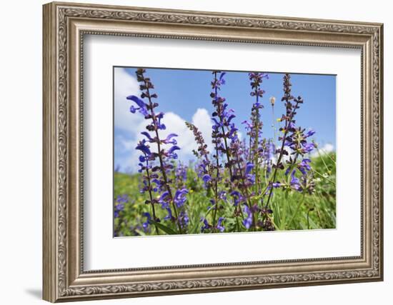 Meadow sage, Salvia pratensis, blossom,-David & Micha Sheldon-Framed Photographic Print