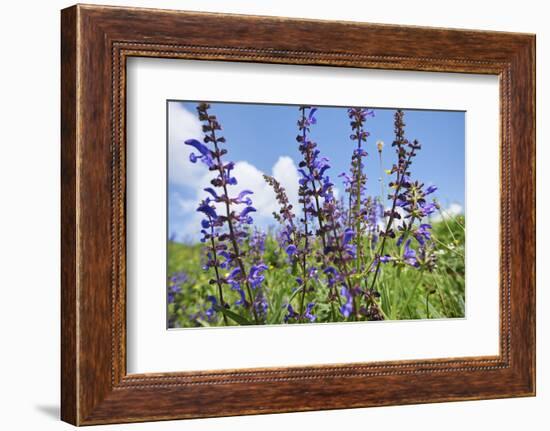 Meadow sage, Salvia pratensis, blossom,-David & Micha Sheldon-Framed Photographic Print