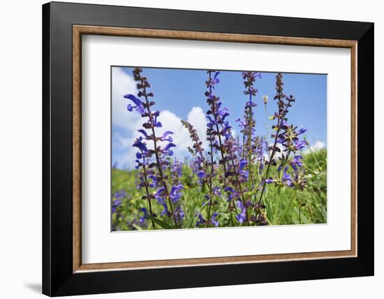 Meadow sage, Salvia pratensis, blossom,-David & Micha Sheldon-Framed Photographic Print