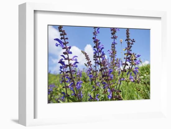 Meadow sage, Salvia pratensis, blossom,-David & Micha Sheldon-Framed Photographic Print