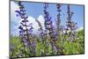 Meadow sage, Salvia pratensis, blossom,-David & Micha Sheldon-Mounted Photographic Print