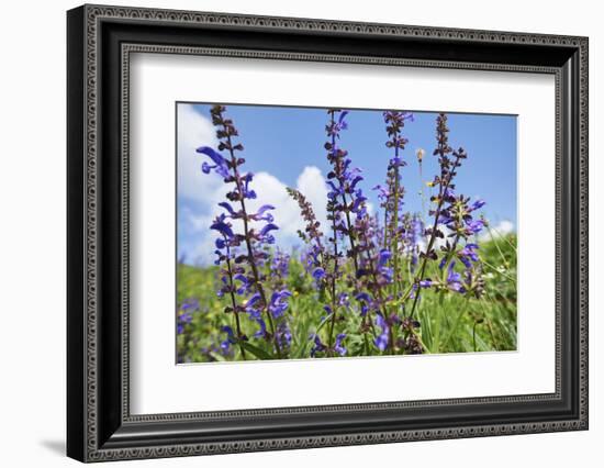 Meadow sage, Salvia pratensis, blossom,-David & Micha Sheldon-Framed Photographic Print