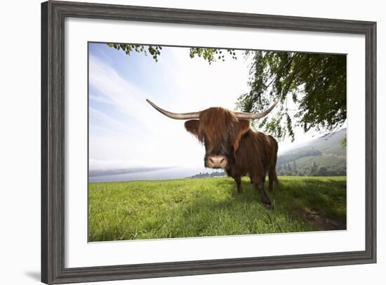 Meadow, Scottish Highland Cattle-Hawi-Framed Photographic Print