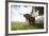 Meadow, Scottish Highland Cattle-Hawi-Framed Photographic Print