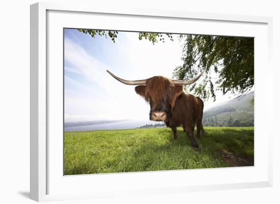 Meadow, Scottish Highland Cattle-Hawi-Framed Photographic Print