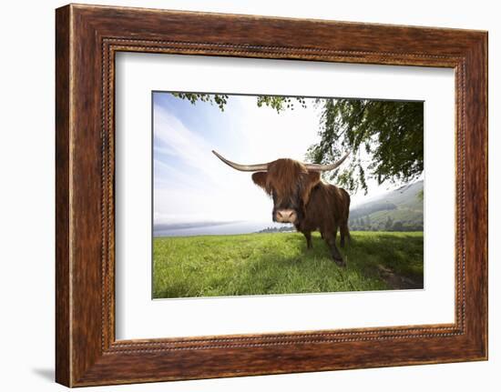 Meadow, Scottish Highland Cattle-Hawi-Framed Photographic Print