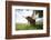 Meadow, Scottish Highland Cattle-Hawi-Framed Photographic Print