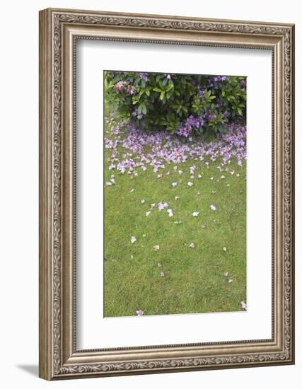 Meadow, sea of blossom, fallen leaves of a rhododendron-Gianna Schade-Framed Photographic Print