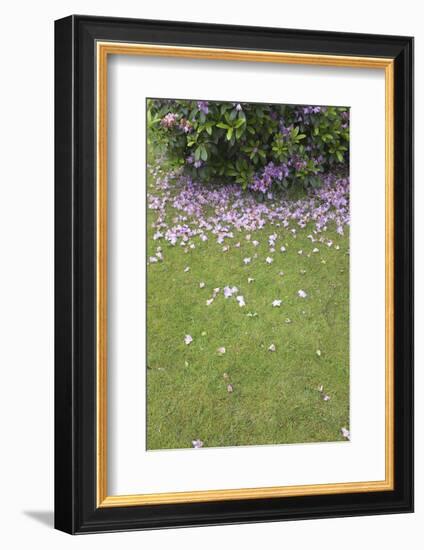 Meadow, sea of blossom, fallen leaves of a rhododendron-Gianna Schade-Framed Photographic Print