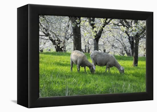 Meadow, Sheep, Graze, Cherry Trees, Breeding-Herbert Kehrer-Framed Premier Image Canvas