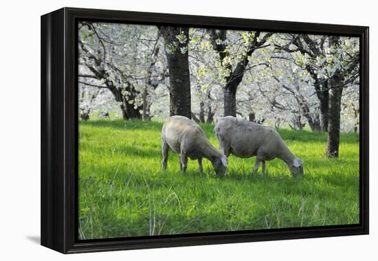 Meadow, Sheep, Graze, Cherry Trees, Breeding-Herbert Kehrer-Framed Premier Image Canvas