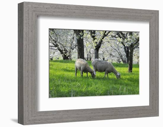 Meadow, Sheep, Graze, Cherry Trees, Breeding-Herbert Kehrer-Framed Photographic Print