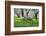 Meadow, Sheep, Graze, Cherry Trees, Breeding-Herbert Kehrer-Framed Photographic Print