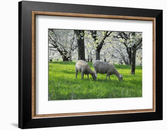 Meadow, Sheep, Graze, Cherry Trees, Breeding-Herbert Kehrer-Framed Photographic Print