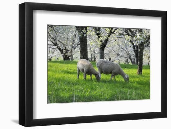 Meadow, Sheep, Graze, Cherry Trees, Breeding-Herbert Kehrer-Framed Photographic Print