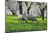 Meadow, Sheep, Graze, Cherry Trees, Breeding-Herbert Kehrer-Mounted Photographic Print