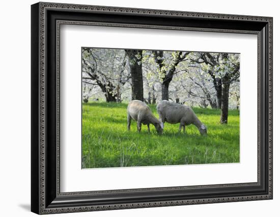 Meadow, Sheep, Graze, Cherry Trees, Breeding-Herbert Kehrer-Framed Photographic Print