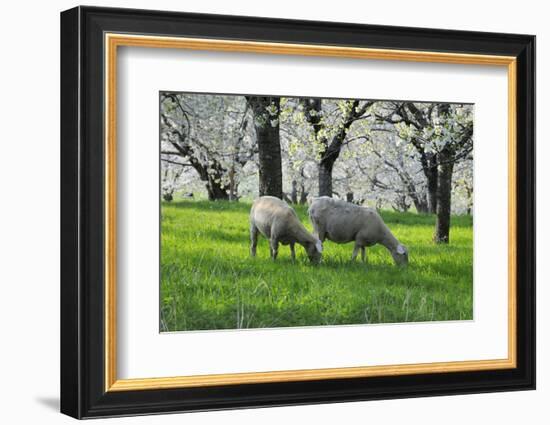 Meadow, Sheep, Graze, Cherry Trees, Breeding-Herbert Kehrer-Framed Photographic Print