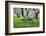 Meadow, Sheep, Graze, Cherry Trees, Breeding-Herbert Kehrer-Framed Photographic Print