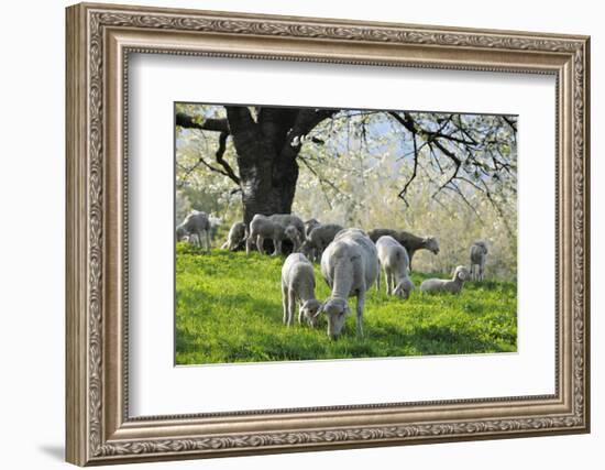 Meadow, Sheep, Graze, Cherry Trees-Herbert Kehrer-Framed Photographic Print