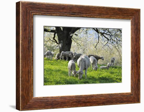 Meadow, Sheep, Graze, Cherry Trees-Herbert Kehrer-Framed Photographic Print