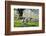 Meadow, Sheep, Graze, Cherry Trees-Herbert Kehrer-Framed Photographic Print