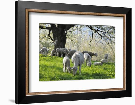 Meadow, Sheep, Graze, Cherry Trees-Herbert Kehrer-Framed Photographic Print