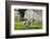 Meadow, Sheep, Graze, Cherry Trees-Herbert Kehrer-Framed Photographic Print