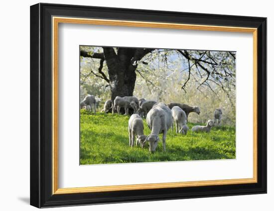 Meadow, Sheep, Graze, Cherry Trees-Herbert Kehrer-Framed Photographic Print