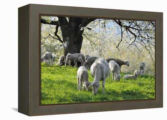 Meadow, Sheep, Graze, Cherry Trees-Herbert Kehrer-Framed Premier Image Canvas