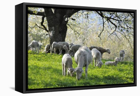 Meadow, Sheep, Graze, Cherry Trees-Herbert Kehrer-Framed Premier Image Canvas