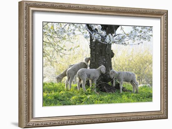 Meadow, Sheep, Young Animals, Graze-Herbert Kehrer-Framed Photographic Print